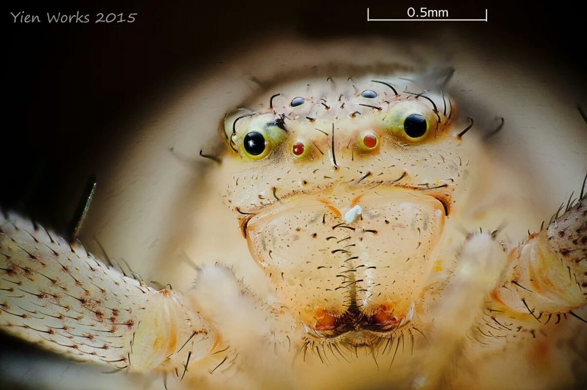 せ中文是什么意思